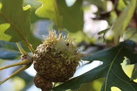 Image result for Quercus macrocarpa
