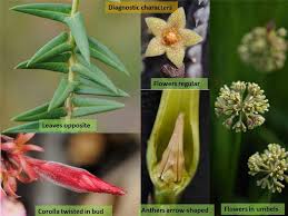 Image result for Apocynaceae subfamilies Apocynoideae and Rauvolfioideae