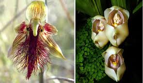 14 Intriguing Orchid Species That Look ...