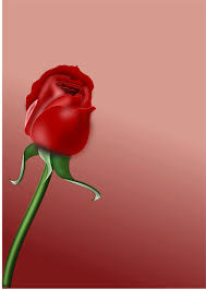 Menghiasi dua insan saling cinta. Rose Bunga Cinta Gambar Vektor Gratis Di Pixabay