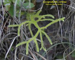 Image result for Lycopodiella cernua