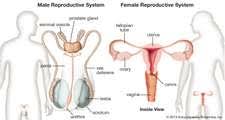 Basically, any vulva where you can see the inner lips without physically. Vagina Description Functions Facts Britannica