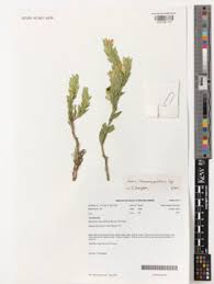 Image result for Pogonospermum ciliatum