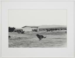 John Divola Dogs Chasing My Car In The Desert John Divola At Laura Bartlett Contemporary Art Daily Contemporary Art Daily Daily Art Contemporary Art