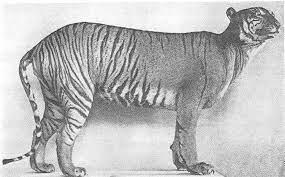 Java Tiger Mit Streifenreduktion Ausgestopft Rare Cats Extinct Tigers Javan Tiger