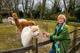 Bedankt plaswijckpark voor alle gastvrijheid en vrolijke lieve medewerkers. Plaswijckpark Staat Het Water Aan De Lippen Zelfs De Alpaca Kijkt Verdrietig Rotterdam Ad Nl