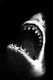 Great white sharks are endothermic (warm blooded) and have the ability to maintain parts of their body. Shark Black And White Great White Shark Spectacular Black And Photo Art Wikiclipart