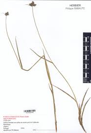 Image result for Fuirena pubescens