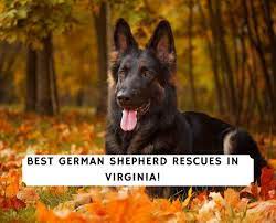 My husband and i live on 7 rural acres near charlottesville, virginia. 5 Best German Shepherd Rescues In Virginia 2021 We Love Doodles