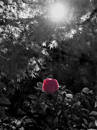 Beautiful Black And White With Color Splash Pink Rose Color Splash Color Splash Photography Color Splash Pink Color Splash