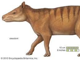 Image result for Oreophyton