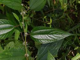 Image result for Pouzolzia parasitica