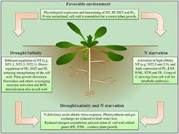 Every nutrient is absorbed by plants at a greater or lesser rate depending on the ph of the nutrient solution. Understanding The Effects Of Plant Nutrients On Cell Wall Related Processes Frontiers Research Topic