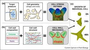 Surface expansion of the cell wall may be highly localised, as in tip‐growing cells, or more evenly dispersed over the cell wall surface ('diffuse growth'), occurs pattern common in most cells of the plant body. Cellular Basis Of Growth In Plants Geometry Matters Sciencedirect