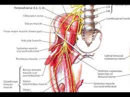 Check spelling or type a new query. How And Why To Strengthen The Pectineus And Its Implication In Various Hip Related Disorders Youtube