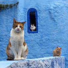 Momte Adli Kullanicinin Cat Bred List Panosundaki Pin Goruntuler Ile Evcil Hayvanlar Hayvanlar Kedi