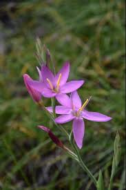 Image result for Hesperantha petitiana