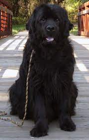 Top 16 Large Dog Breeds Large Dog Breeds Dog Breeds Newfoundland Dog