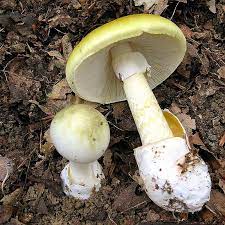 Występuje najczęściej w lasach liściastych, także w mieszanych; Muchomor Sromotnikowy Amanita Phalloides Opis W Atlasie Grzybow Online