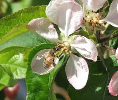Recommendations For Successful Apple Pollination
