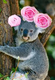 Koala With Crown Of Roses Koala Bear Koala Bear