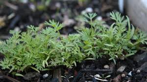 Make planting holes 3″ apart on a square grid system. The Pain Of Thinning Sunset Magazine