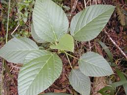 Image result for Urera