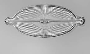 Image result for Dissotis caloneura