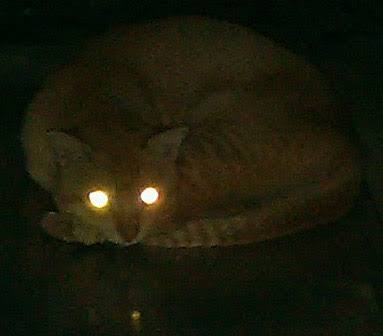 File:Cat's eyes glowing in the dark.jpg - Wikimedia Commons