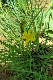 Image result for Hypoxis angustifolia