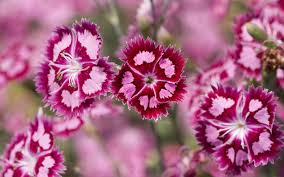 Check spelling or type a new query. Free Download Gambar Bunga Yang Cantik Wallpaper Bunga Melati Pink Wallpaper Bunga 1600x1000 For Your Desktop Mobile Tablet Explore 47 Free Wallpaper Pink Flowers Pink Floral Wallpaper For Walls
