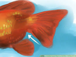 How To Tell If Your Goldfish Is A Male Or Female 10 Steps Goldfish Best Aquarium Fish Colorful Fish