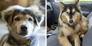 18 Breathtaking Husky Golden Retriever Mixes