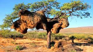 Sociable weaver nests may house hundreds of individual weavers, often living in small family groups, but collectively building and maintaining the colonies. Weavers Build Huge Communal Nests In Kalahari Youtube