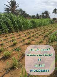 زراعة البونيكام ملف شامل يجيب عن كل تساؤلاتك مؤسسة المهندسين الاستشاريين