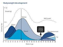 Maybe you would like to learn more about one of these? Ayam Terlambat Bertelur Penyebab Dan Tanda Tandanya