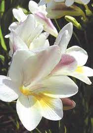 Gallery Of Inspirational Imagery And Photos From Around The World Gardenista Fragrant Plant Beautiful Flowers Freesia Flowers