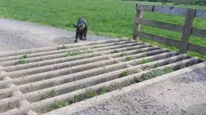 The most efficient means of containing livestock without a gate. Learning The Cattle Guard Youtube