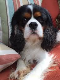 Check our list of all dog breeds now! Adopt Raleigh Gainesville Fl On Petfinder Cavalier King Charles Spaniel King Charles Cavalier King Charles