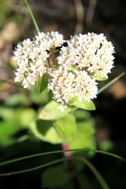 Image result for Diclis tenella