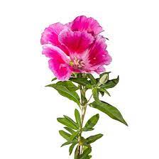 Godetia Flowers We Love Flower Style Magazine
