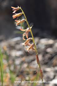 Image result for Dipcadi