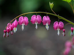 Bleeding Heart Flowers Art Print Bleeding Heart Flower Art Bleeding Heart Flower
