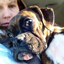 Teegan had her 3rd shot of Cartrophen Vet today 1 more to go, has anyone  else used this treatment for arthritis in their dogs? Did it work, how is  your dog now??