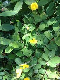 Perennial Peanut It Looks Like Perennial Peanut A Groundcover With Bright Golden Flowers It Creeps Along The Ground And Q Perennials Golden Flower Plants