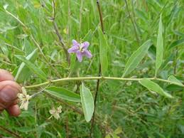 Image result for Lycium mascarenense