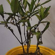 Image result for Justicia flava