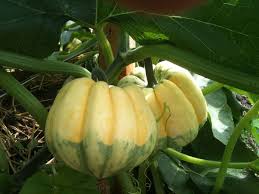 Image result for carnival acorn squash