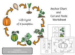 life cycle of a pumpkin anchor chart and worksheet