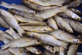 Savesave cara membuat ikan masin for later. Sediakan Ikan Gelama Masin Homemade Super Sedap Lagi Garing Ini Langkahnya Keluarga